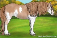 Horse Color:Chestnut Splash 