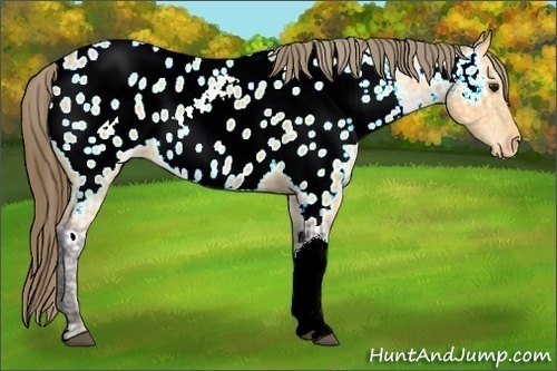 Horse Color:Buckskin Ice Appaloosa