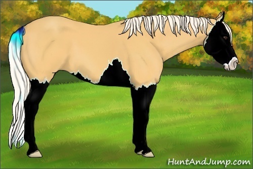 Horse Color:Palomino Splash 