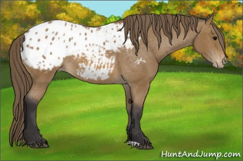 Horse Color: Buckskin Blanket 