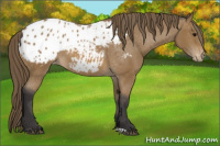 Horse Color:Buckskin Appaloosa