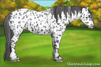Horse Color:Black Near Leopard 