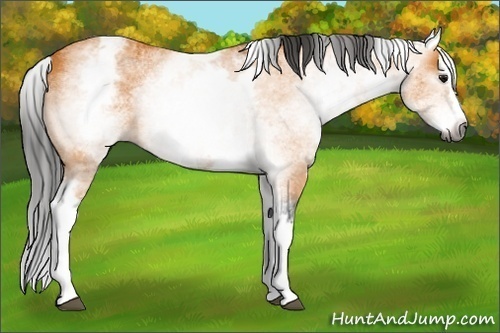 Horse Color:Gray White Spotted Buckskin Splash