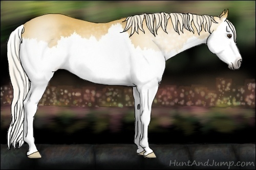 Horse Color:Gray Palomino Roan Splash