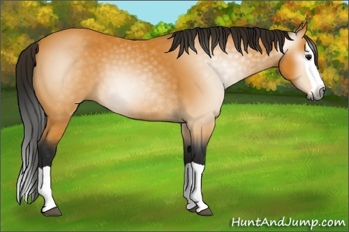 Horse Color:Gray Buckskin Splash