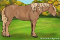 Horse Color:Chestnut Brindle