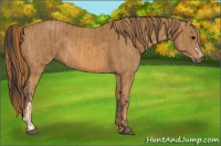 Horse Color:Buckskin  Brindle