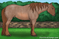 Horse Color:Liver Red Roan Rabicano 