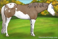 Horse Color:Chocolate Palomino Splash Appaloosa 