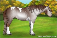 Horse Color:Gray Chestnut Tobiano
