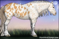 Horse Color:Buckskin Blanket 