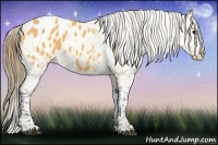 Horse Color:Buckskin Blanket 