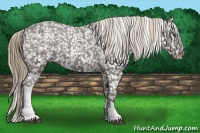 Horse Color:Liver Chestnut Appaloosa