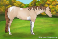 Horse Color:Bay Pearl Dun Tobiano 