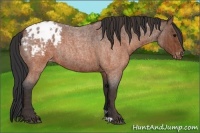 Horse Color:Brown Roan Appaloosa Rabicano  Brindle