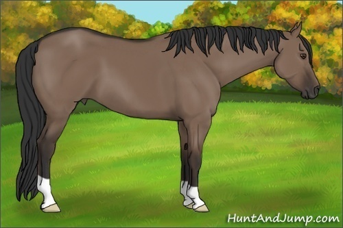 Horse Color: Liver Red Dun 
