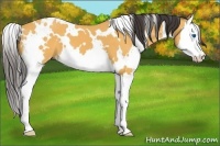 Horse Color:White Spotted Buckskin Splash