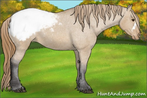 Horse Color: Buckskin Dun Snowcap 