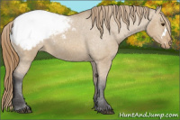 Horse Color:Buckskin Dun Snowcap 