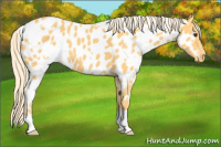 Horse Color:White Spotted Palomino Appaloosa
