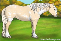 Horse Color:White Spotted Palomino Dun Sabino 