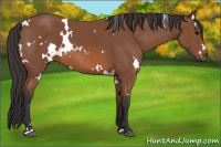 Horse Color:White Spotted Bay 