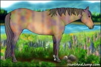 Horse Color:Nacre Buckskin 