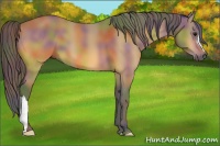 Horse Color:Nacre Buckskin 