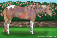 Horse Color:Nacre Chestnut Tobiano Appaloosa