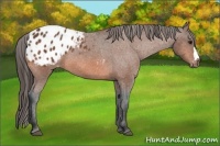 Horse Color:Bay Appaloosa 