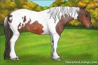 Horse Color:Bay Tobiano Blanket 