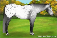 Horse Color:Gray Black Sabino Frame Appaloosa