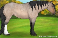 Horse Color:Bay Roan Dun 