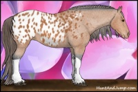 Horse Color:Bay Tobiano Appaloosa 