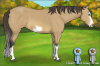 Horse Color:Buckskin Splash Frame