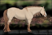 Horse Color:Red Dun Splash 