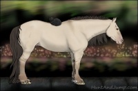 Horse Color:Classic Champagne Dun 
