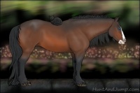 Horse Color:Bay Splash 