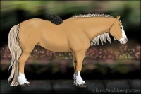 Horse Color:Palomino Splash 