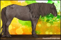 Horse Color:Liver Chestnut Appaloosa