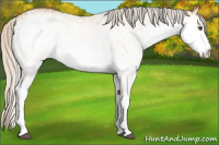 Horse Color:White Spotted Silver Buckskin Dun 