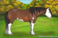 Horse Color:Bay Sabino Splash 
