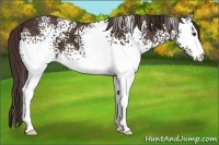 Horse Color:White Spotted Liver Chestnut 