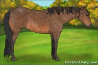 Horse Color:Bay  Brindle