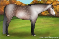 Horse Color:Gray Bay 