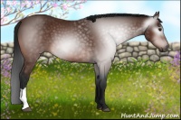 Horse Color:Gray Bay 