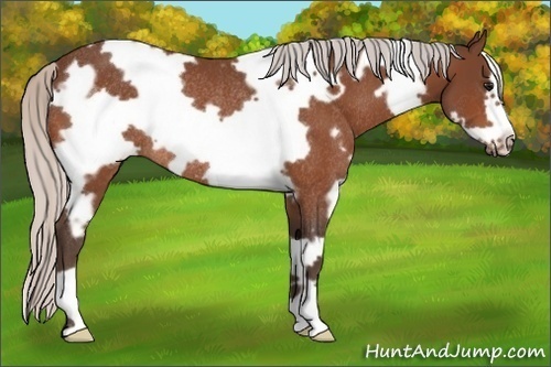 Horse Color:White Spotted Silver Bay Frame Rabicano