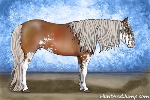 Horse Color: Silver Bay Sabino 