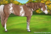 Horse Color:White Spotted Chestnut Sabino 