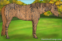 Horse Color:Brown Rabicano  Brindle